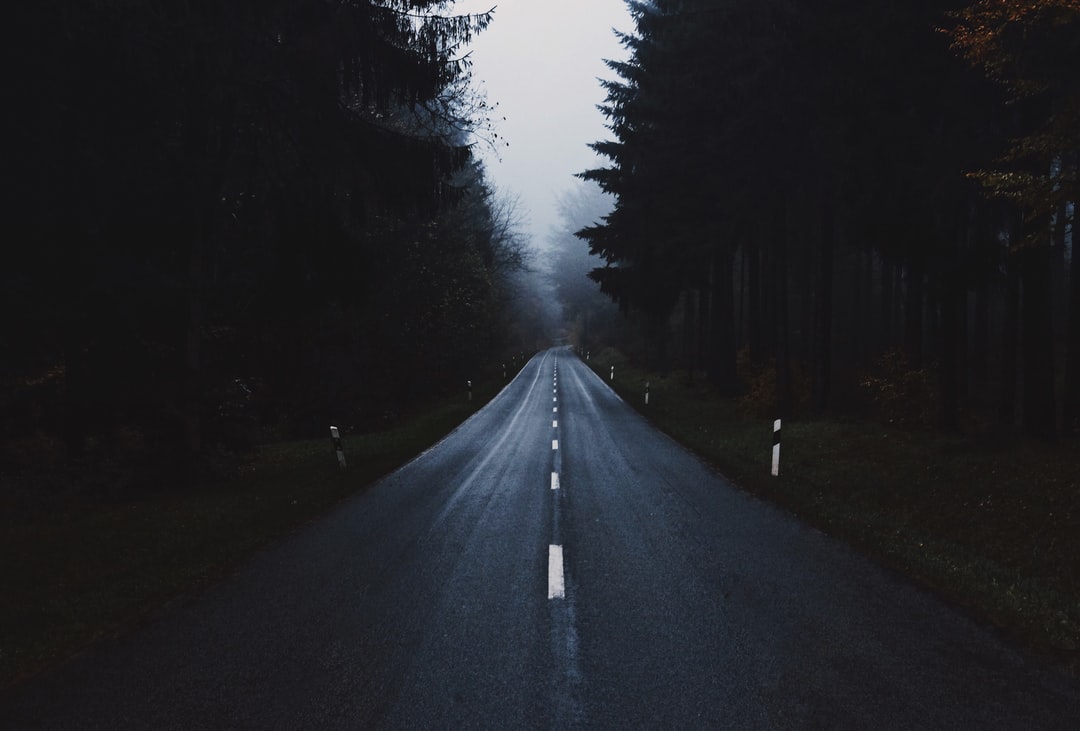 A quiet road winding through trees in the mist